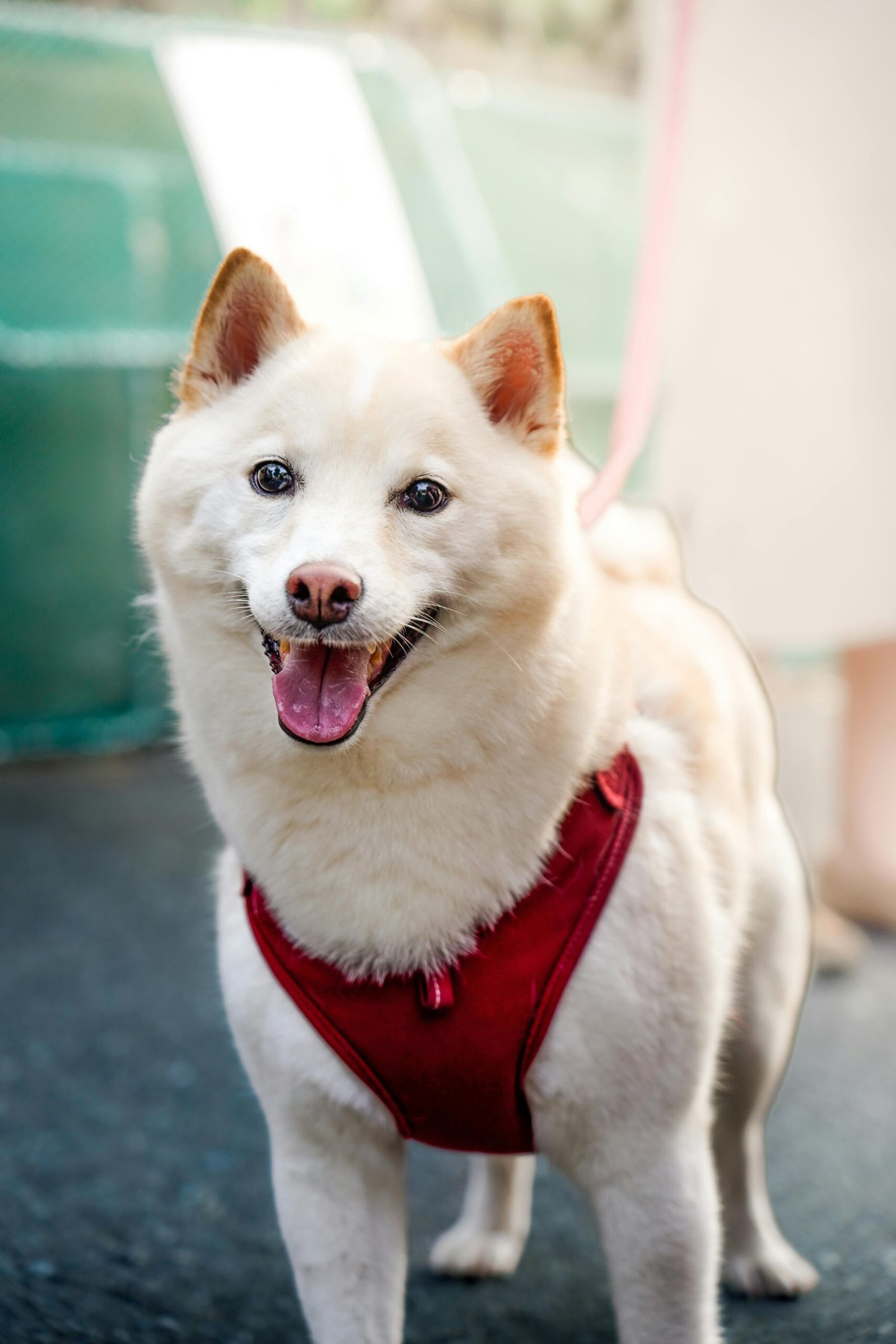 pexels-ashar-mirza-2148003869-32118623 pexels-ashar-mirza-2148003869-32118623